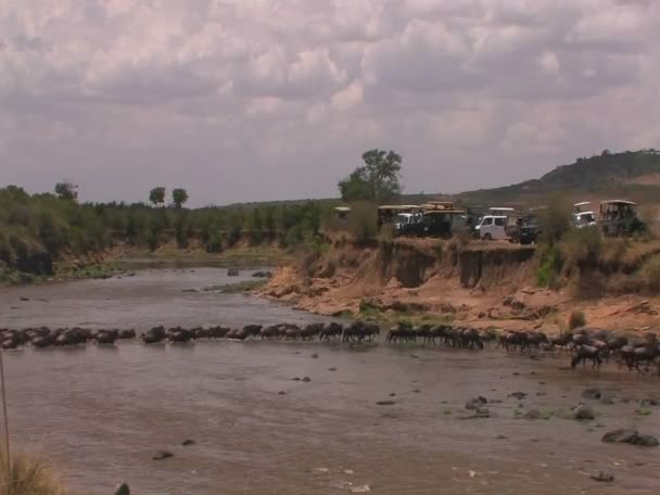 Wildebeests splash across a river — Stock Video