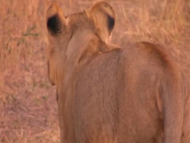 Lion femelle dans les plaines — Video