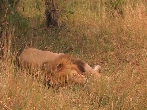 Male lion sleeps in grass — Stock Video