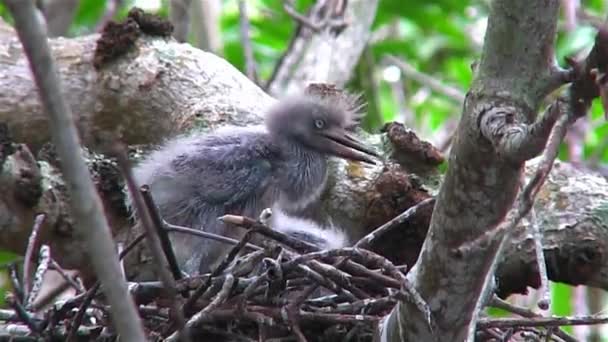 Little blue heron kuikens — Stockvideo