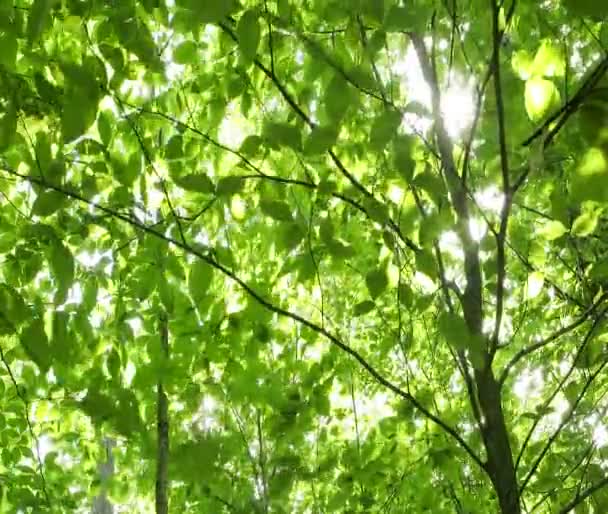 Feuilles vertes ondulent dans la brise — Video