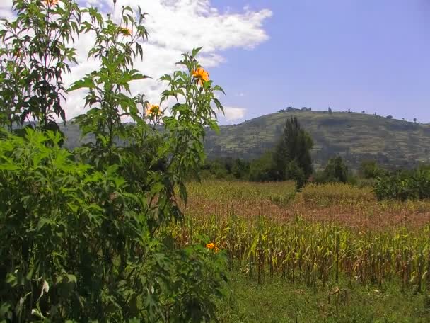 Vegetatie in een veld wordt verplaatst — Stockvideo