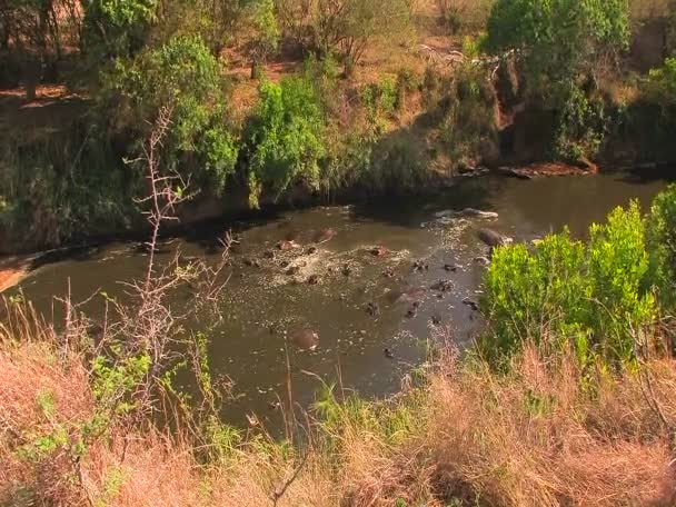 Hippopotamuses wallow in a river. — Stock Video
