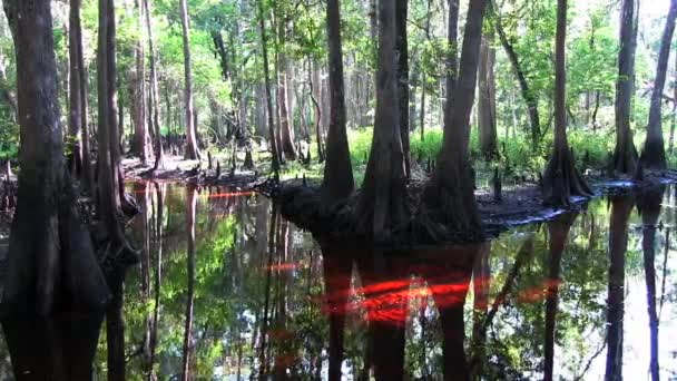 Panoramique à travers une mangrove — Video