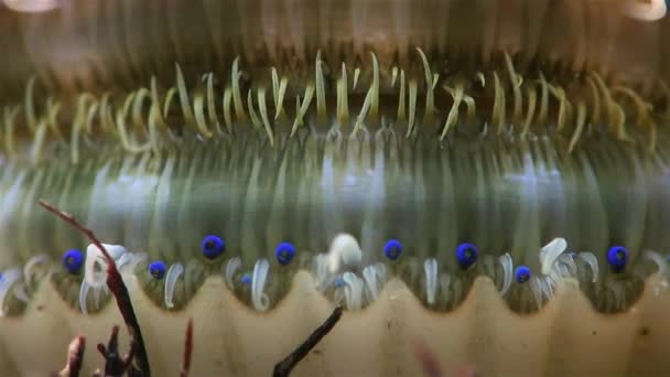 Close up of a clam underwater — Stock Video