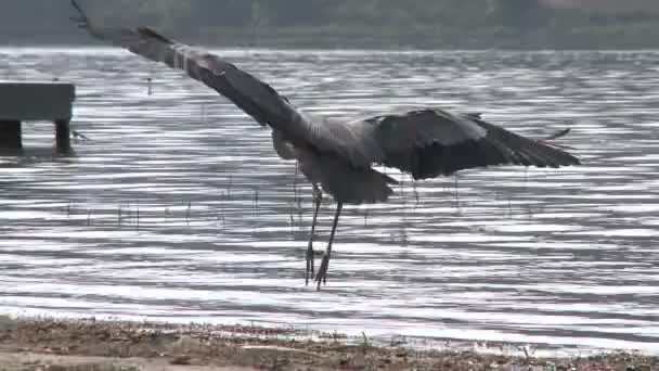 Velká modrá volavka na dock na jezeře — Stock video