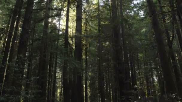 Soare care apune prin Redwoods — Videoclip de stoc