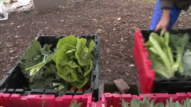 Cajas de verduras cerradas — Vídeo de stock