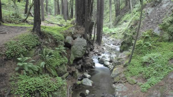 Gente caminando en el bosque — Vídeos de Stock