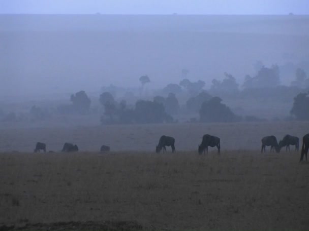 Wildebeest pascolare sulle pianure — Video Stock