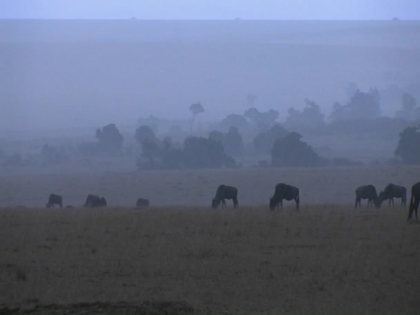 Los ñus pastan en las llanuras — Vídeo de stock