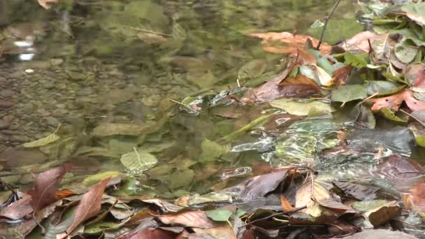 Eau qui coule à travers les feuilles — Video