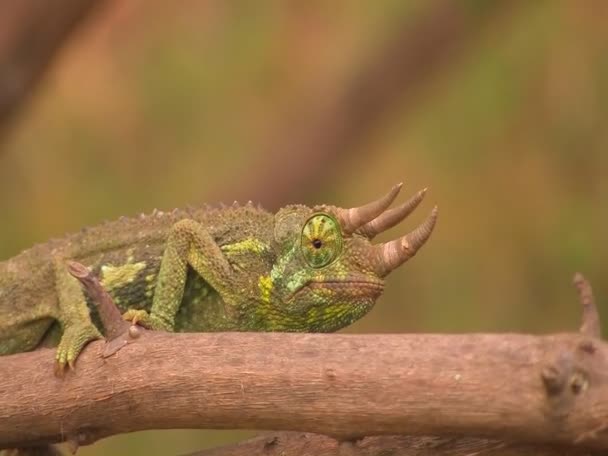 Three-horned chameleon — Stock Video