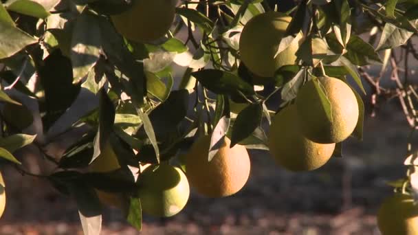 Apelsiner på ett träd i Ojai, Kalifornien. — Stockvideo