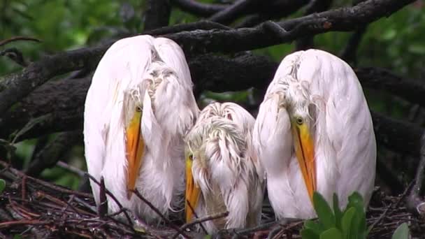 Drei Kraniche in einem Nest — Stockvideo