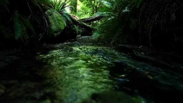 Um riacho flui através de uma floresta . — Vídeo de Stock