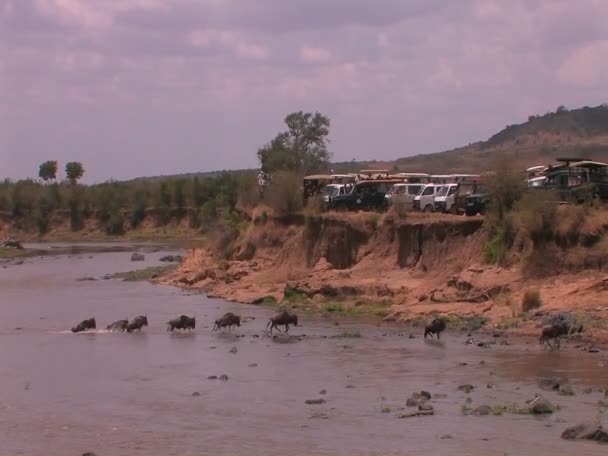 Os gnus salpicam através de um rio — Vídeo de Stock