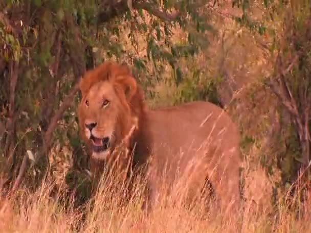 A lion pants on a windy day in a tall grassy field. — Stock Video