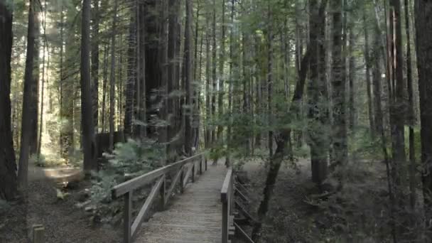 Sun flares setting through Redwoods — Stock Video