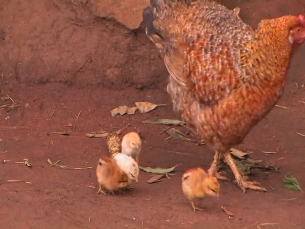 Skupina baby kuřata následovat slepice — Stock video