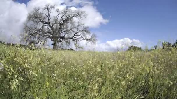 Meşe ağacı üzerinde oluşturan fırtına — Stok video