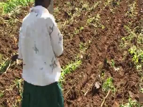 Un grupo de personas está plantando semillas — Vídeos de Stock