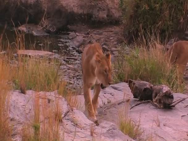 A lioness walks around — Stock Video