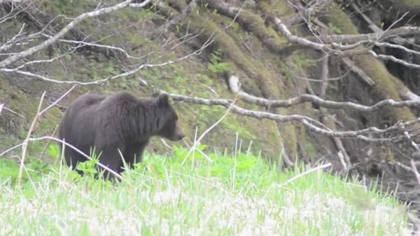 Coastal Brown Bear — Stock Video