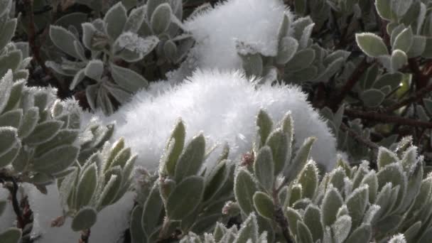 Manzanita strom v Los Padres — Stock video