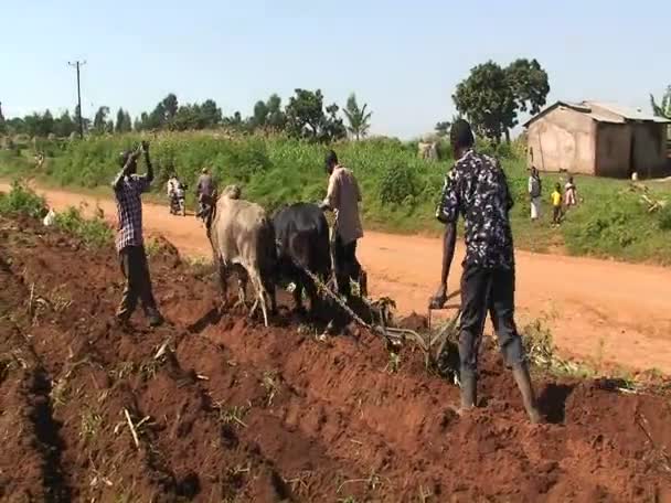 Trois hommes et un bœuf — Video