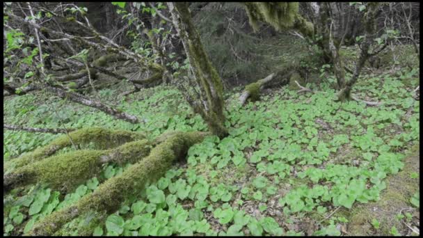 Sitka Alder rötter i skogen — Stockvideo