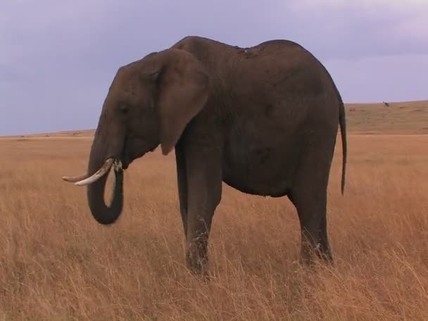 Un elefante roza en el campo — Vídeo de stock