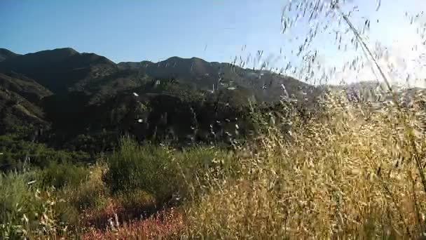 Wedelt Gras auf einer Wiese — Stockvideo