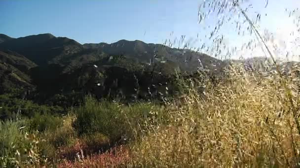 Grama acenando em um prado — Vídeo de Stock