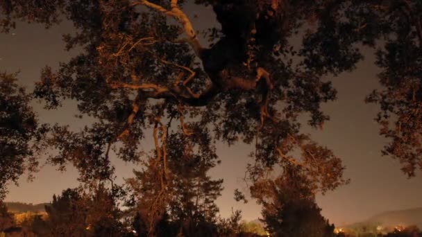 Star trails and oak tree — Stock Video