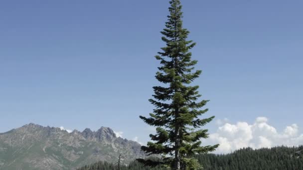 Nubes de tormenta que se forman sobre Sierra Butte — Vídeos de Stock