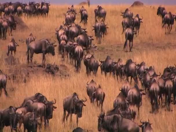 Los ñus viajan por las llanuras — Vídeo de stock