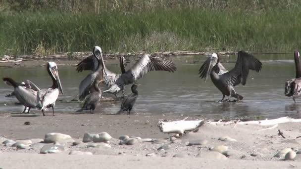 Pelicanos e corvos-marrons — Vídeo de Stock