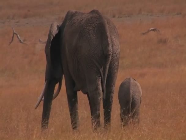 A parent and baby elephant walk in a field — Stock Video