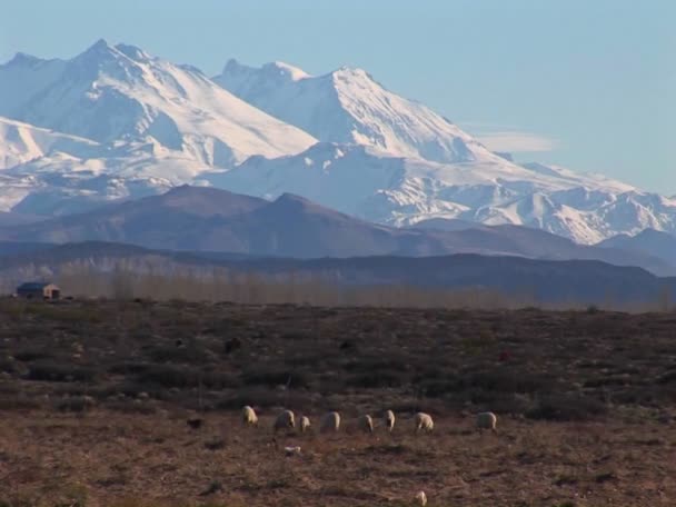 Moutons mangent de l'herbe dans un champ — Video