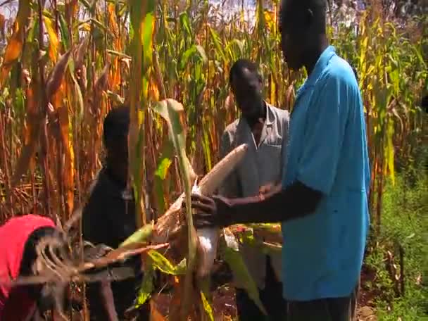 Trabajadores en un maizal tiran de las espigas de maíz — Vídeo de stock
