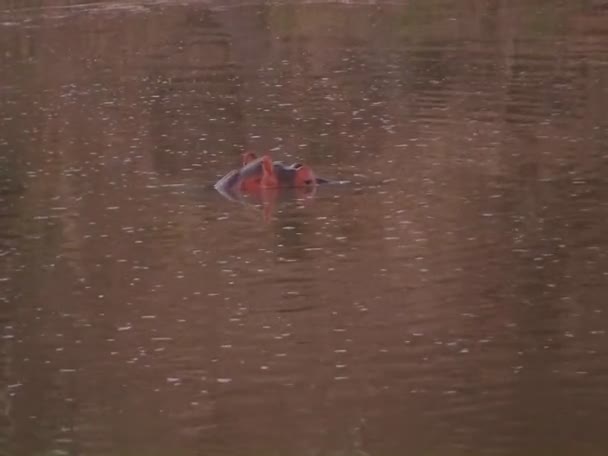 Hippo in a river in Africa — Stock Video