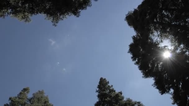 Nubes moviéndose sobre el bosque — Vídeos de Stock