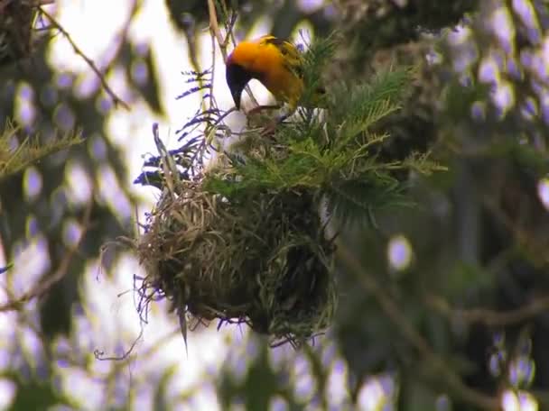 A bird perched atop of nest — Stock Video