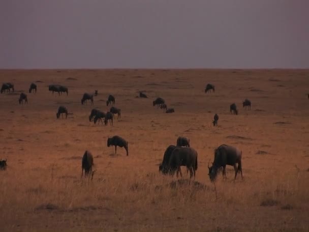 Gnus bleiben stehen, um zu grasen — Stockvideo