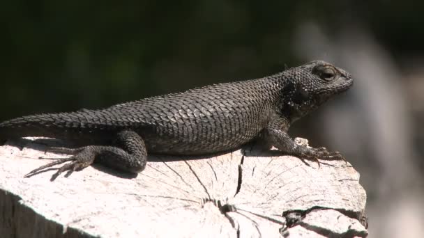 Lagarto cerca pulando — Vídeo de Stock