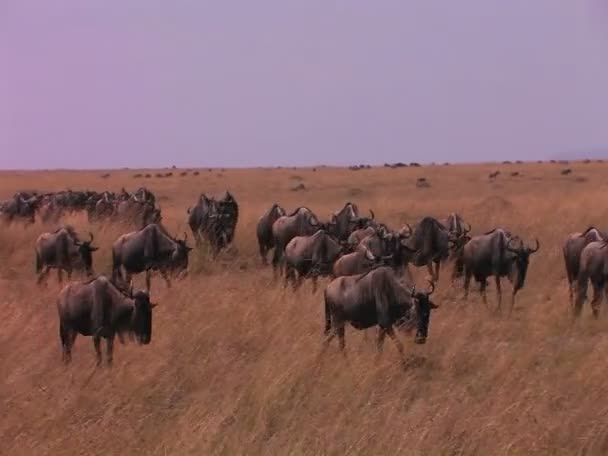 Gnu che camminano attraverso una pianura — Video Stock