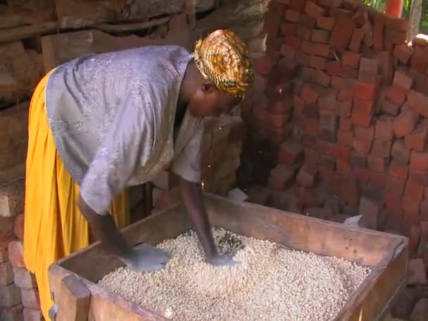 Жінка threshes і перевіряє ґрунт — стокове відео