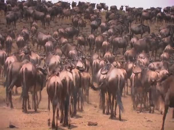 Antiloplar çimenli düz gezme — Stok video