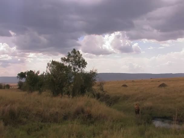 一只狮子坐在草 — 图库视频影像